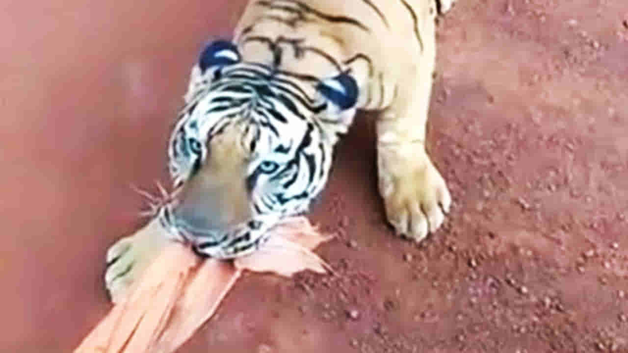 ಛತ್ತೀಸ್ಗಢದ ನಂದನವನ ಜಂಗಲ್ನಲ್ಲಿ ಪ್ರವಾಸಿಗರನ್ನು ಬೆನ್ನತ್ತಿದ ಹುಲಿರಾಯ