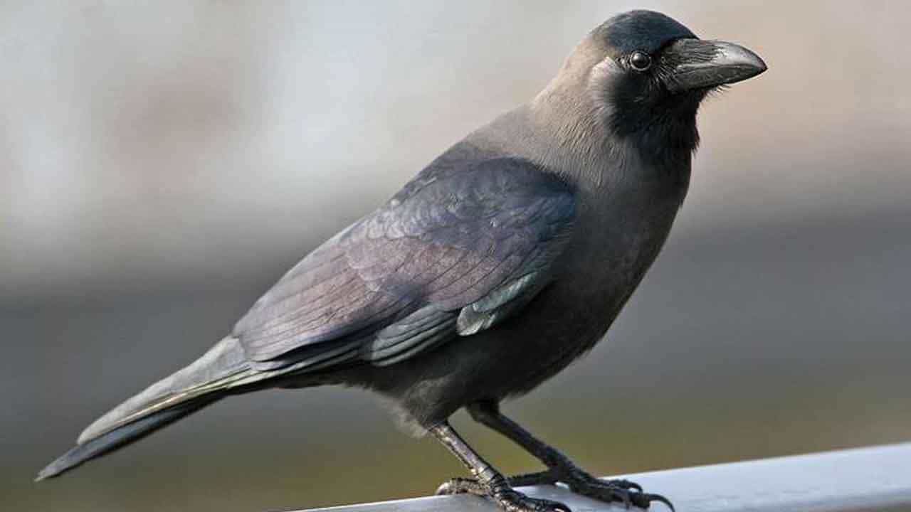 ಮನೆ ಮುಂದೆ ಕಾಗೆ ಕೂಗಿದ್ರೆ ಏನು ಅರ್ಥ?