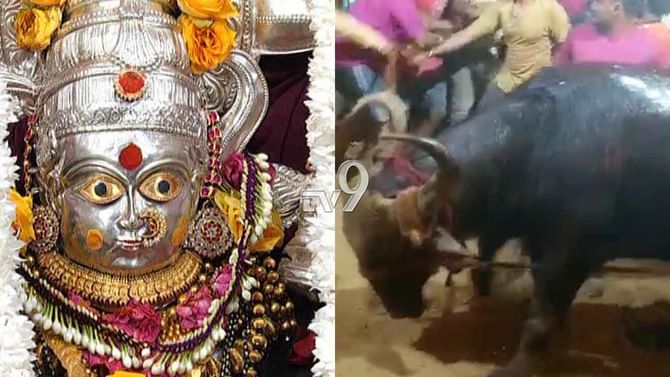 ಕಳೆಗಟ್ಟಿದ ದುಗ್ಗಮ್ಮ ಜಾತ್ರೆ ಸಂಭ್ರಮ: ಕೋಣ ಪೂಜೆಗೆ ಅಣಿಯಾದ ದಾವಣಗೆರೆ ಅಖಾಡ