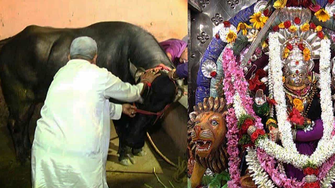 ಡಿಸಿ, ಎಸ್ಪಿ ಜಾಗರಣೆ ನಡುವೆಯೂ ದೇವಿಗೆ ಕೋಣ ಬಲಿ ಕೊಟ್ಟ ಗ್ರಾಮಸ್ಥರು! ಡಿಸಿ, ಎಸ್ಪಿ ಜಾಗರಣೆ ನಡುವೆಯೂ ದೇವಿಗೆ ಕೋಣ ಬಲಿ ಕೊಟ್ಟ ಗ್ರಾಮಸ್ಥರು!