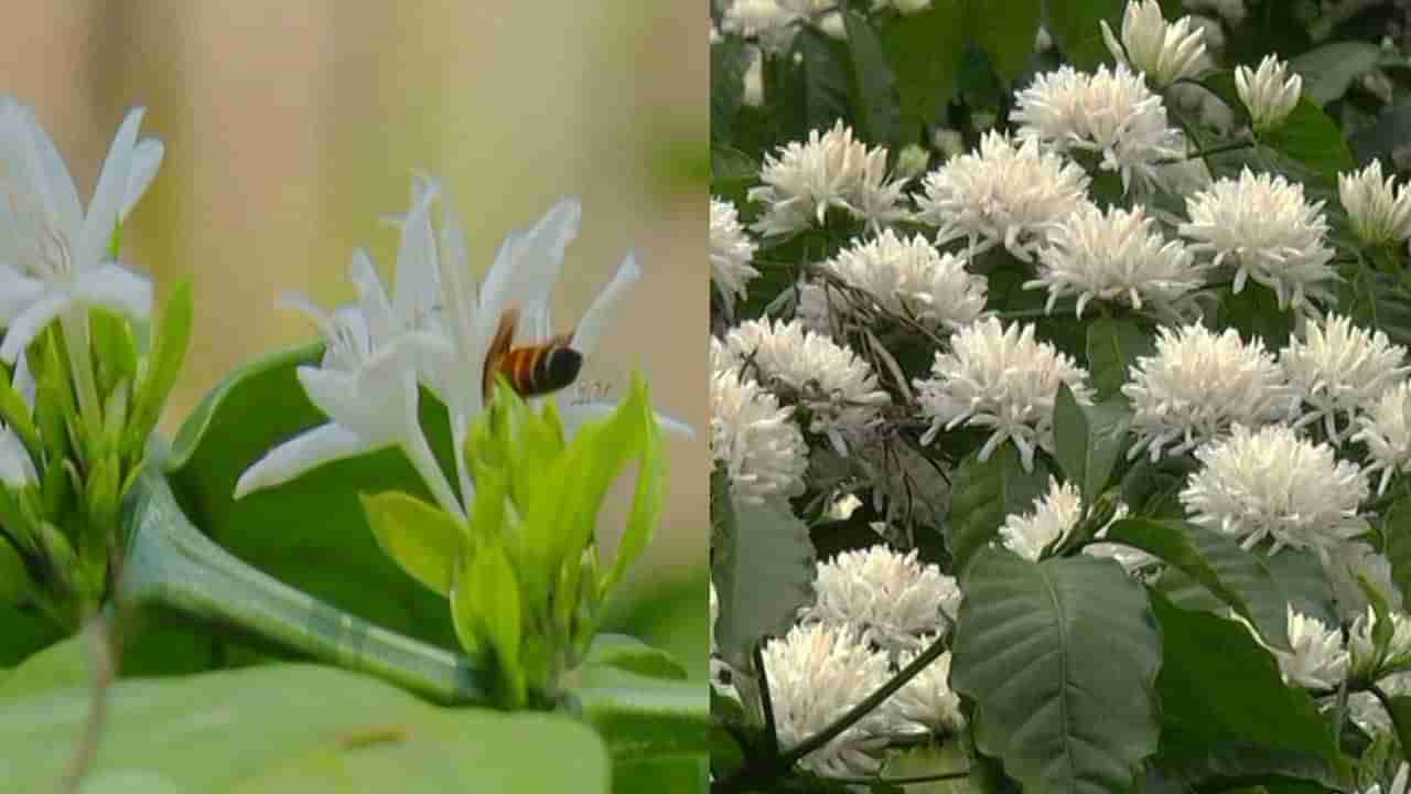 ಕೊಡಗಲ್ಲಿ ಕಾಫಿ ಹೂಗಳ ಕಂಪು: ಅರಳಿ ನಿಂತ ಶ್ವೇತವರ್ಣದ ಕುಸುಮ ನಯನ ಮನೋಹರ