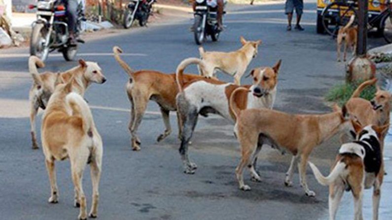 ಲಾಕ್​ಡೌನ್​ ವೇಳೆ ಬೀದಿನಾಯಿಗಳಿಗೆ ಮಾಂಸದೂಟ ಹಾಕಿದ ಮೊತ್ತ 15 ಲಕ್ಷ ರೂ; ಹಸುಗಳಿಗೆ ಮೇವು ಪೂರೈಕೆ ಮೊತ್ತ 3 ಲಕ್ಷ ರೂ: ಬಿಬಿಎಂಪಿ