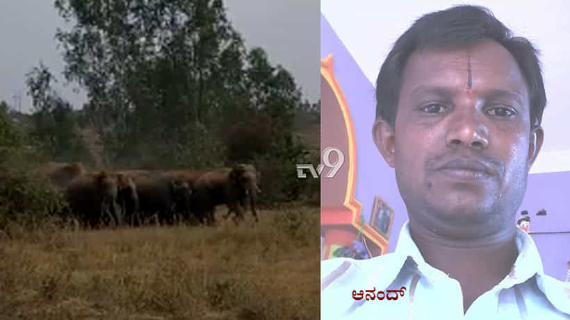 ಹಿಂಡು ಹಿಂಡಾಗಿ ಕಾಡಾನೆ ದಾಳಿ: ಗಜಪಡೆ ಅಟ್ಟಹಾಸಕ್ಕೆ ಅರಣ್ಯ ಸಿಬ್ಬಂದಿ ಸೇರಿ ಇಬ್ಬರು ಬಲಿ!