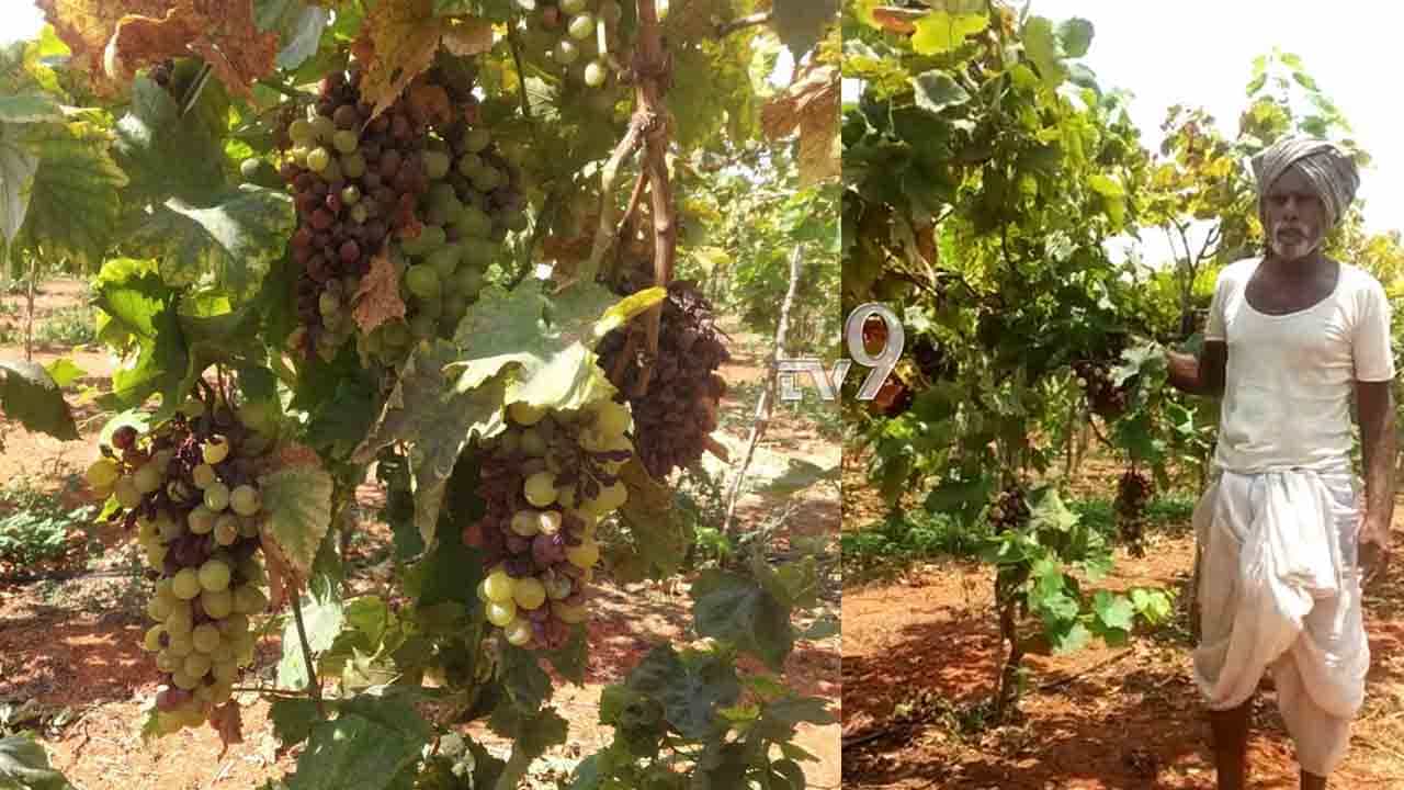 ಬೆಳೆದಲ್ಲೇ ಕೊಳೆಯುತ್ತಿದೆ ದ್ರಾಕ್ಷಿ, ನಗು ತರಬೇಕಿದ್ದ ರೈತನ ಬಾಳಲ್ಲಿ ಕಣ್ಣೀರು ಬೆಳೆದಲ್ಲೇ ಕೊಳೆಯುತ್ತಿದೆ ದ್ರಾಕ್ಷಿ, ನಗು ತರಬೇಕಿದ್ದ ರೈತನ ಬಾಳಲ್ಲಿ ಕಣ್ಣೀರು