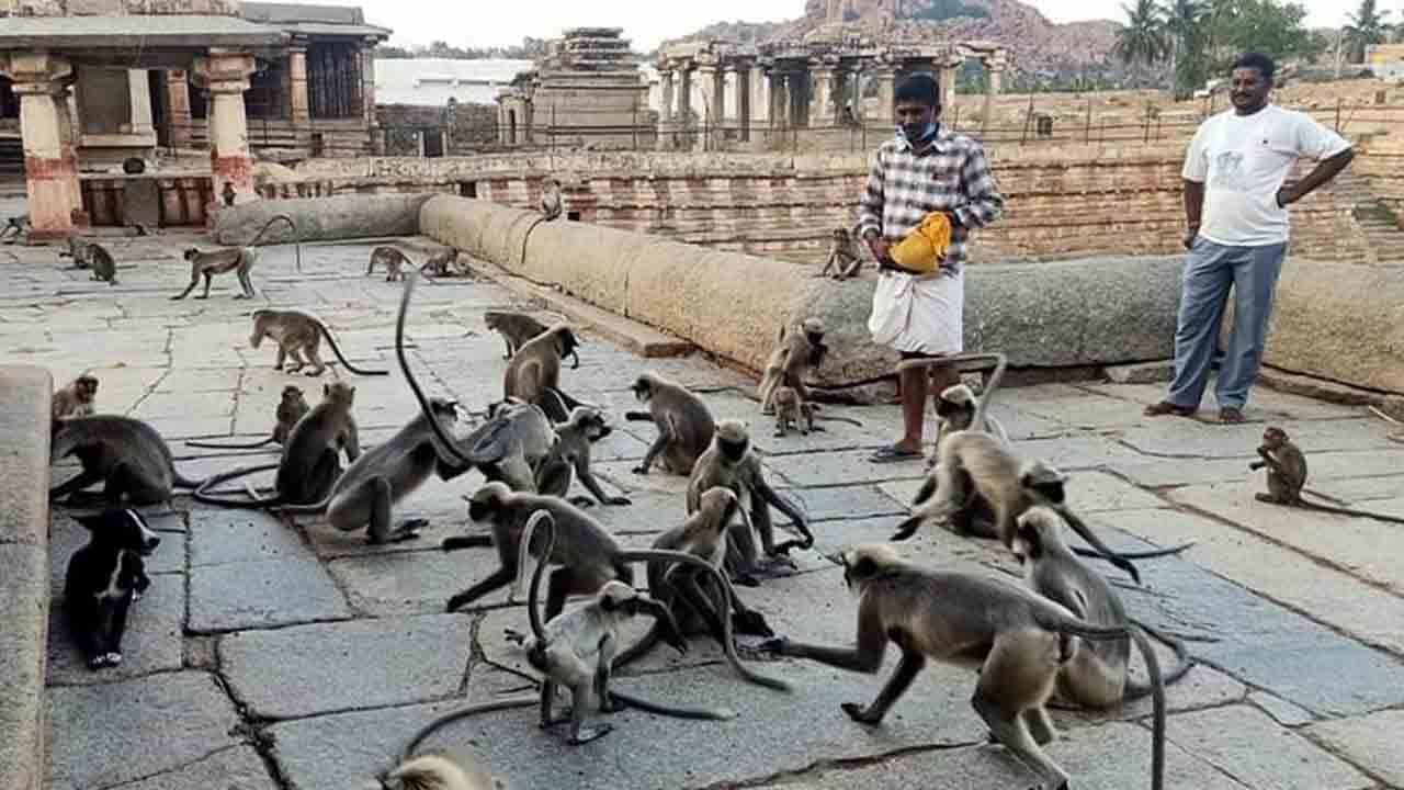 ಕೊರೊನಾ ಸಂಕಷ್ಟ: ವಿಶ್ವವಿಖ್ಯಾತ ಹಂಪಿ ವಾನರ ನೆರವಿಗೆ ಧಾವಿಸಿದ ಯುವಪಡೆ