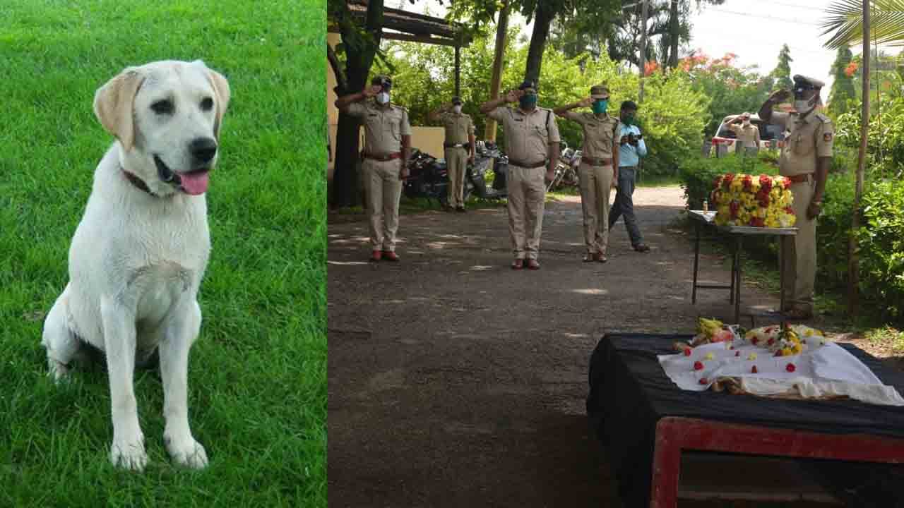 2 ಬಾರಿ IPL ಬಂದೋಬಸ್ತ್ ಮಾಡಿದ್ದ ‘ಹನಿ’ ಸಾವು!