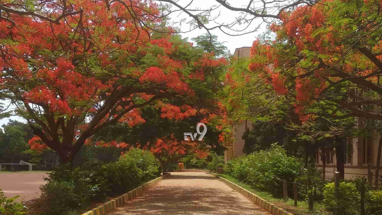 ಕೊರೊನಾ ಆತಂಕದ ನಡುವೆ ಮನಸ್ಸಿಗೆ ಮುದ ನೀಡುತ್ತಿದೆ ಗುಲ್ ಮೊಹರ್..