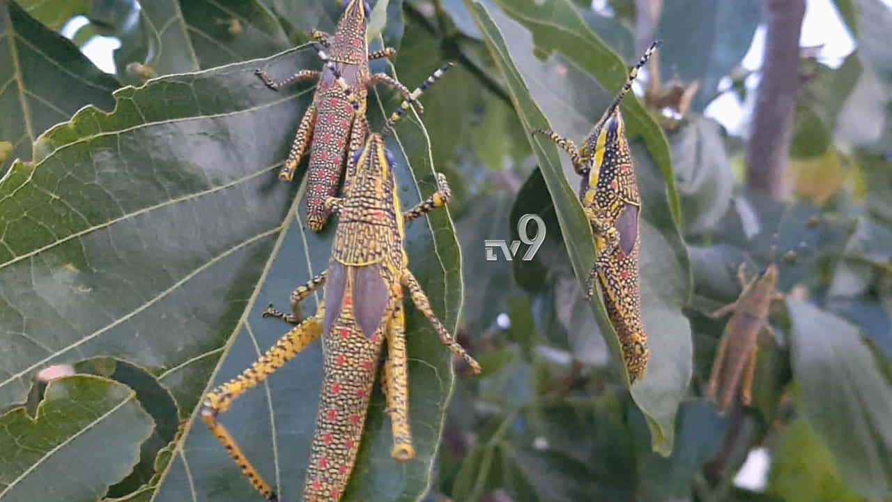 ರಾಜ್ಯಕ್ಕೂ ಶುರುವಾಯ್ತು ಮಿಡತೆ ಹಾವಳಿಯ ಭೀತಿ! ಹಲವು ಜಿಲ್ಲೆಗಳಲ್ಲಿ ಕಟ್ಟೆಚ್ಚರ
