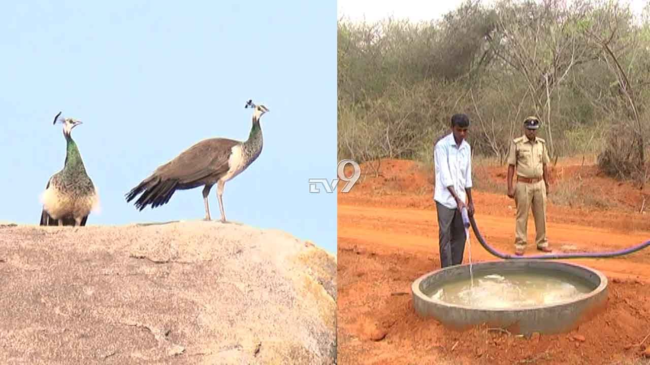 ಬತ್ತಿಹೋದ ನೀರು-ಆಹಾರದ ಸೆಲೆಗಳು: ಕಾಡುಪ್ರಾಣಿಗಳ ಅರಣ್ಯರೋದನ!