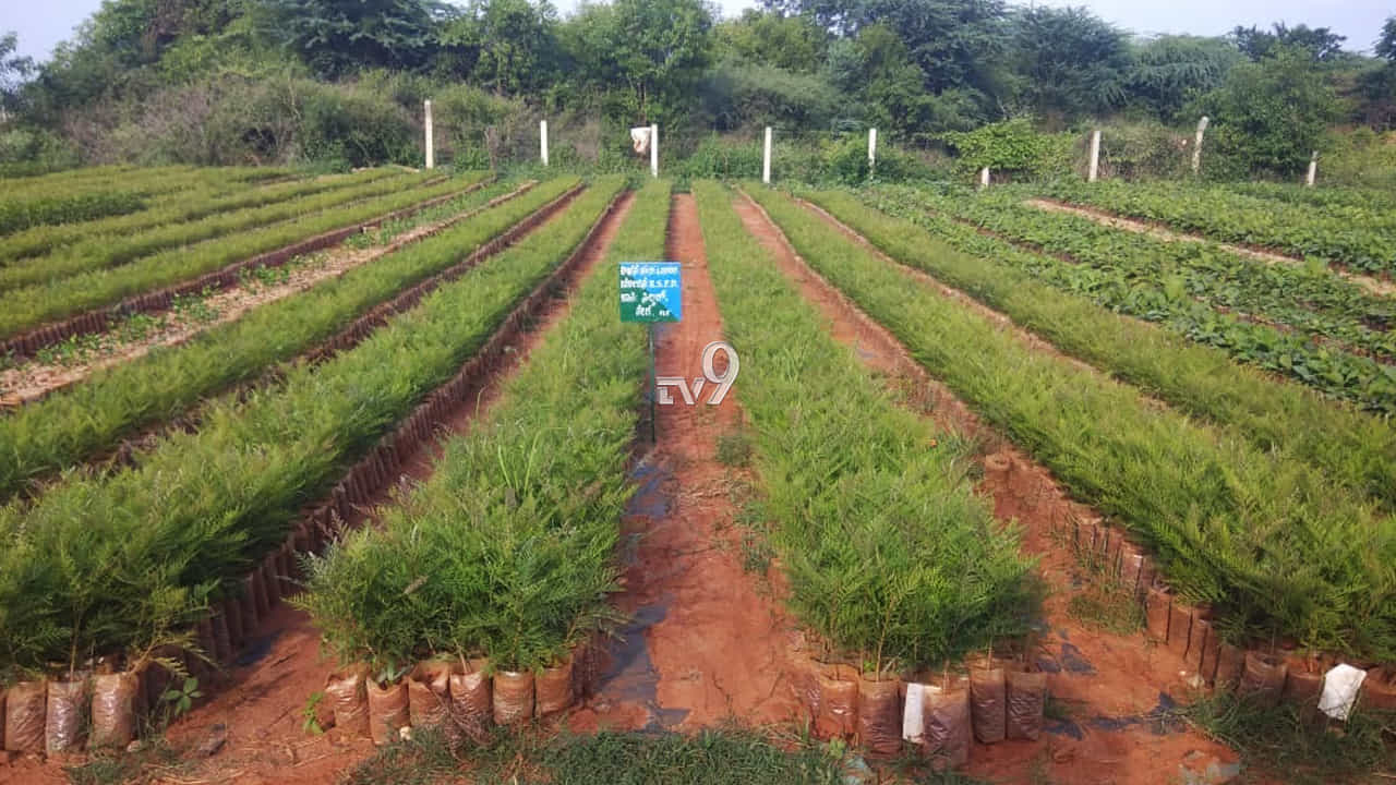 ಮೈಸೂರು ಜಿಲ್ಲೆಗೆ ಹಸಿರು ಹೊದಿಸಲು 9 ಲಕ್ಷ ಸಸಿ ನಾಟಿ!