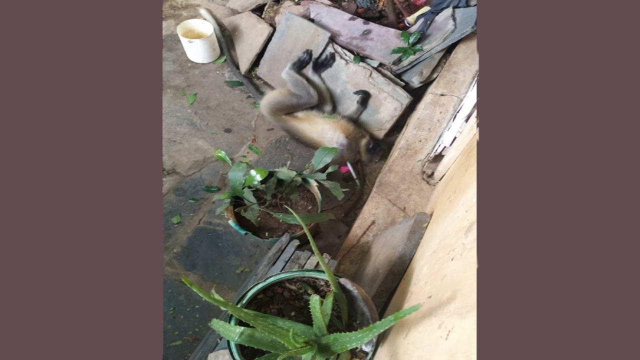 ಕೊನೆಗೂ ಪ್ರಜ್ಞೆ ಕಳೆದುಕೊಂಡು ಬಲೆಗೆ ಬಿದ್ದ ಹುಚ್ಚು ಮಂಗ! ಕೊನೆಗೂ ಪ್ರಜ್ಞೆ ಕಳೆದುಕೊಂಡು ಬಲೆಗೆ ಬಿದ್ದ ಹುಚ್ಚು ಮಂಗ!