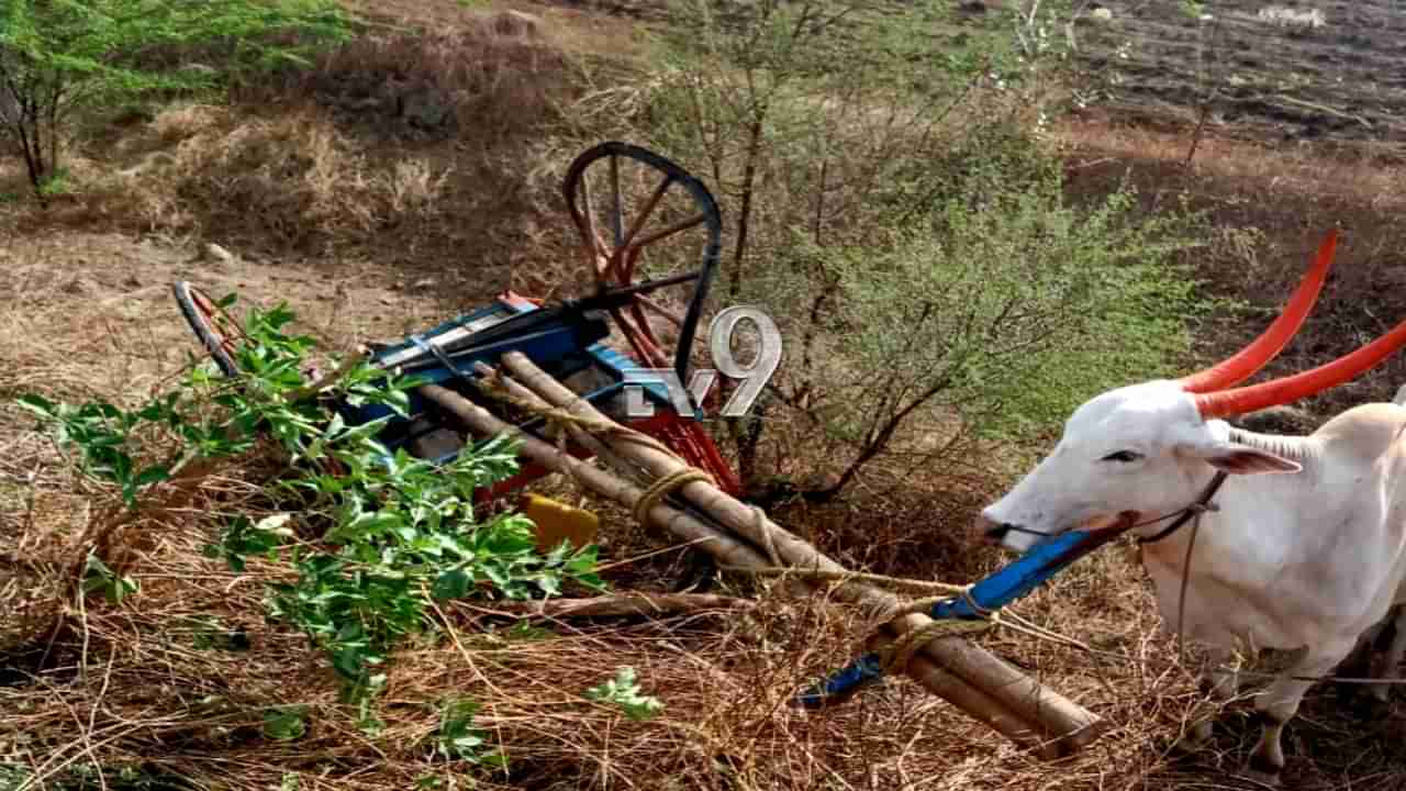 ಬೇಸಿಗೆ ಬಂದ್ರೆ ಈ ನದಿ ಸಮೀಪದ ಜನರ ಜೀವ ಅಂಗೈಗೆ ಬರುತ್ತೆ, ಯಾಕೆ?