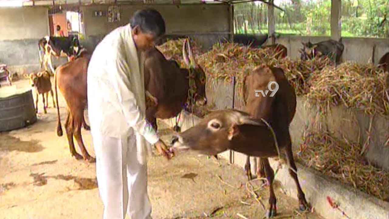 ಬಿಡಾಡಿ ವೃದ್ಧ ಪ್ರಾಣಿಗಳಿಗೆ ಸಾಯಿಗೋಕುಲ ನಿರ್ಮಾಣ, ಯಾಕೆ?