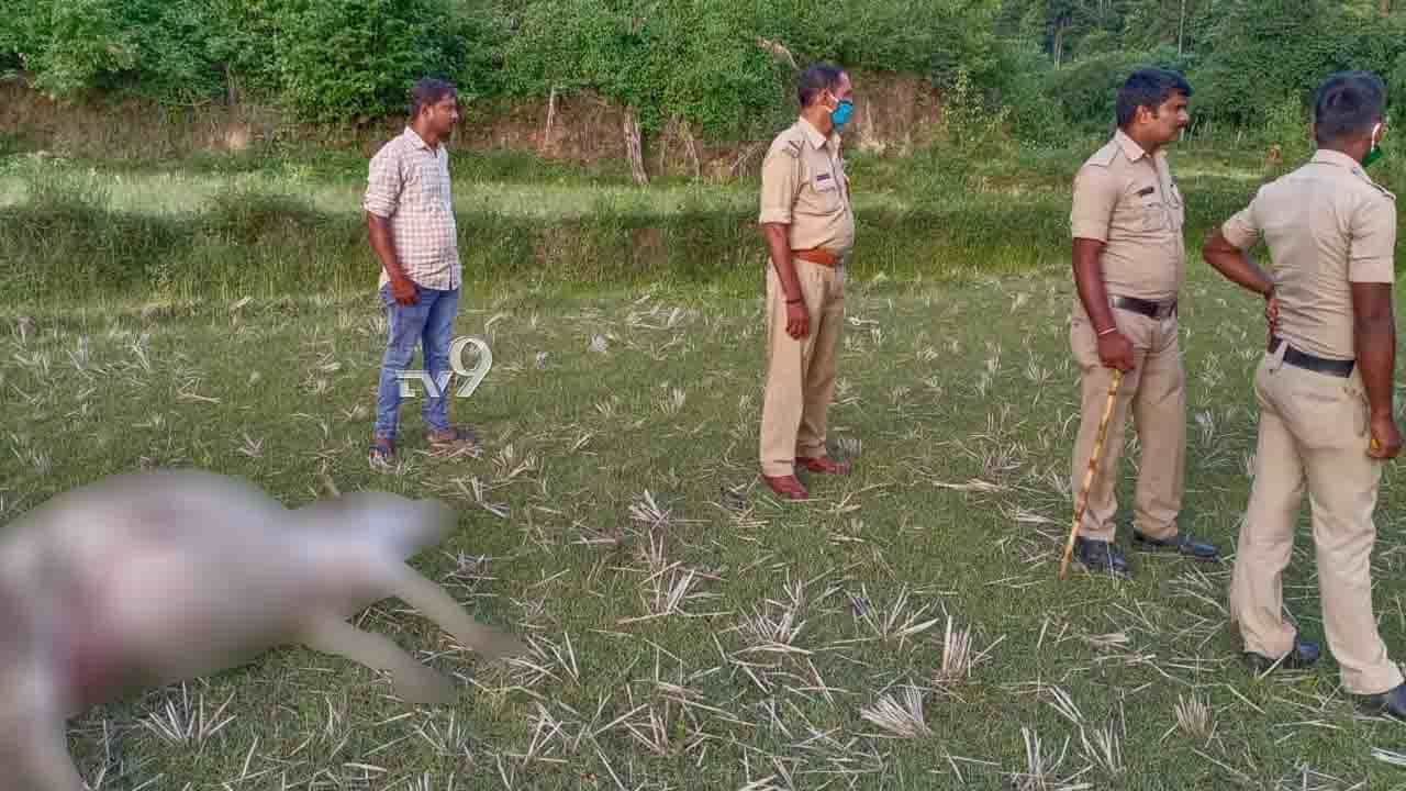 ಅನಾನಸ್ ಆಯ್ತು, ಈಗ ಹಲಸಿನ ಹಣ್ಣಿನಲ್ಲಿ ವಿಷ ಹಾಕಿ ದನಗಳನ್ನು ಕೊಂದರು! ಅನಾನಸ್ ಆಯ್ತು, ಈಗ ಹಲಸಿನ ಹಣ್ಣಿನಲ್ಲಿ ವಿಷ ಹಾಕಿ ದನಗಳನ್ನು ಕೊಂದರು!