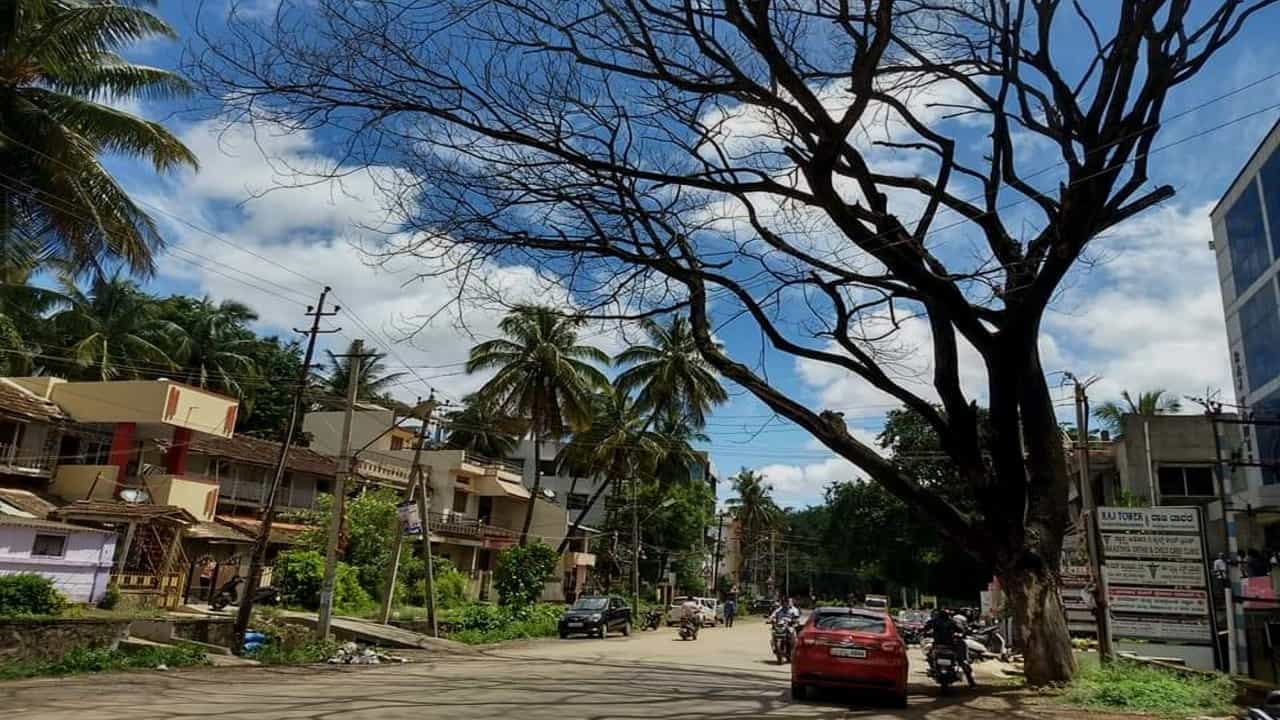 ದುರಂತ ನಡೆಯುವ ಮುನ್ನ.. ಈ ಮರಕ್ಕೆ ಗೌರವದ ಅಂತ್ಯಸಂಸ್ಕಾರ ಕರುಣಿಸಬೇಕಿದೆ..! ದುರಂತ ನಡೆಯುವ ಮುನ್ನ.. ಈ ಮರಕ್ಕೆ ಗೌರವದ ಅಂತ್ಯಸಂಸ್ಕಾರ ಕರುಣಿಸಬೇಕಿದೆ..!
