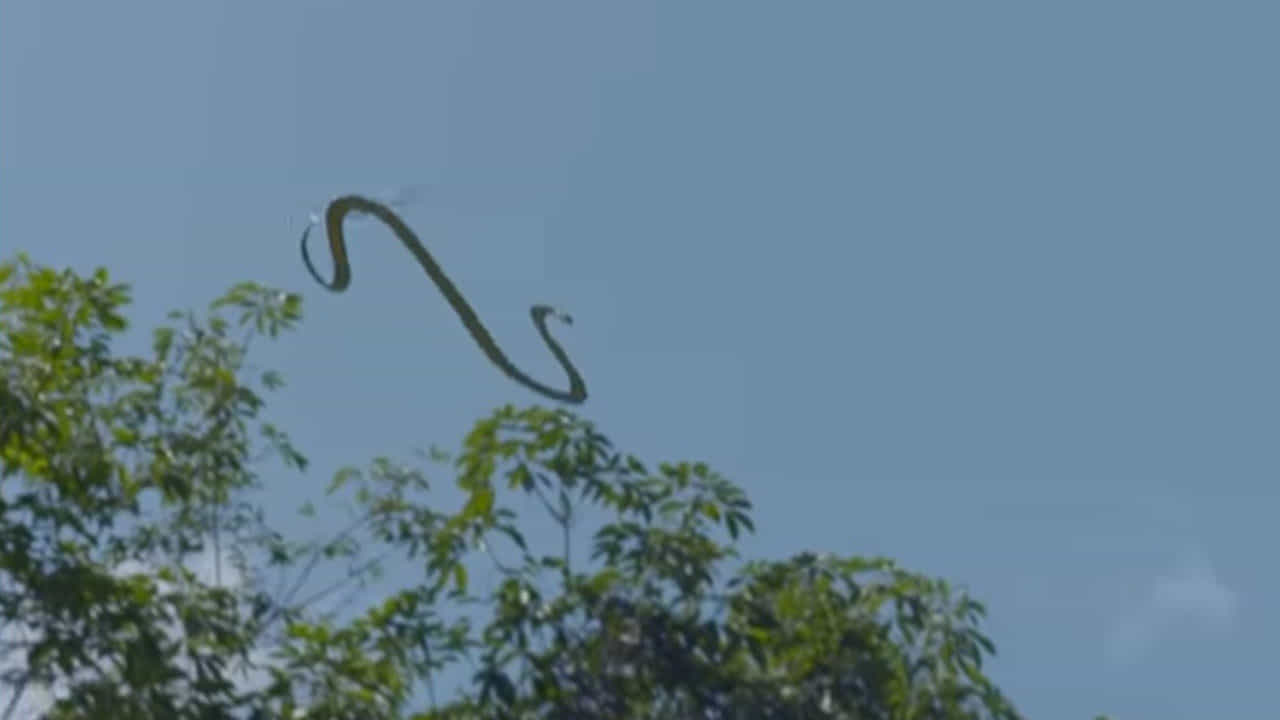 ಹುಷಾರು! ಮೈಸೂರಿನಲ್ಲಿ ಹಾವುಗಳು ಹಾರುತಿವೆ.. ಹುಷಾರು! ಮೈಸೂರಿನಲ್ಲಿ ಹಾವುಗಳು ಹಾರುತಿವೆ..
