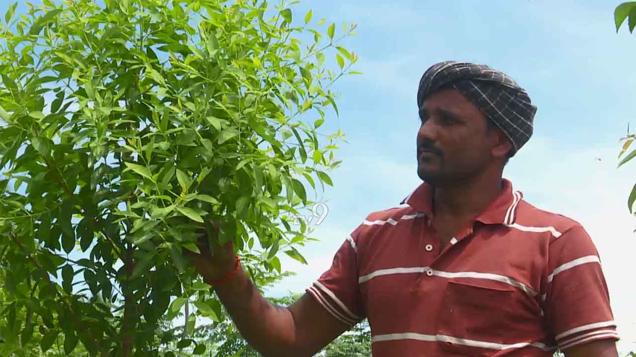 ಕೊಳಚೆ ನೀರಿನಲ್ಲೇ.. ಬಂಗಾರದಂತಹ ನೂರಾರು ಗಂಧದ ಮರ ಬೆಳೆಸಿದ ಕೋಲಾರದ ರೈತ!