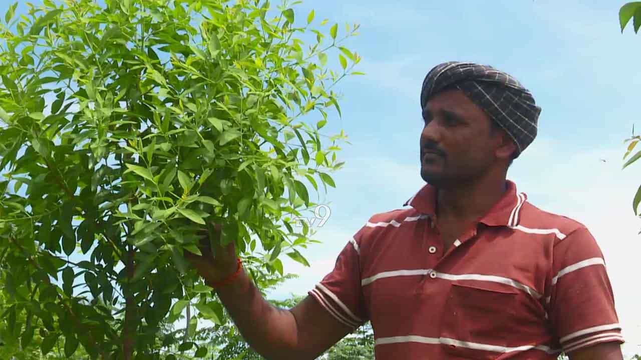 ಕೊಳಚೆ ನೀರಿನಲ್ಲೇ.. ಬಂಗಾರದಂತಹ ನೂರಾರು ಗಂಧದ ಮರ ಬೆಳೆಸಿದ ಕೋಲಾರದ ರೈತ! ಕೊಳಚೆ ನೀರಿನಲ್ಲೇ.. ಬಂಗಾರದಂತಹ ನೂರಾರು ಗಂಧದ ಮರ ಬೆಳೆಸಿದ ಕೋಲಾರದ ರೈತ!