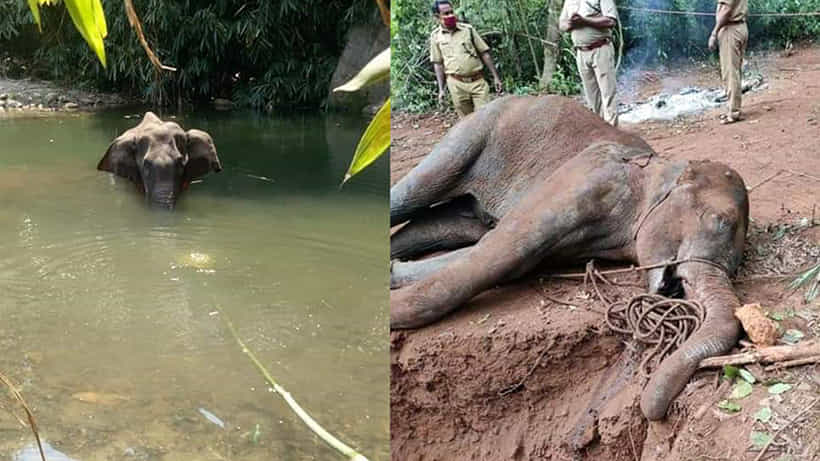 ಮಾನವನ ನೀಚ ಬುದ್ಧಿಗೆ ನರಳಿ ನರಳಿ ಪ್ರಾಣ ಬಿಟ್ಟ ಗರ್ಭಿಣಿ ಆನೆ! ಪಾಪಿಗಳ ವಿರುದ್ಧ FIR
