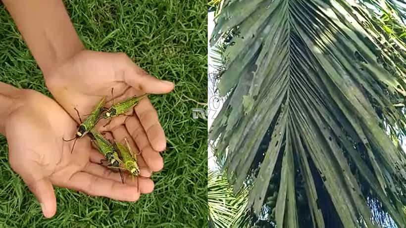 ಶೃಂಗೇರಿಯಲ್ಲಿ ಮಿಡತೆಗಳ ದಾಳಿ: ತೆಕ್ಕೂರಿನ ಅಡಕೆ ಮರಗಳು ಸ್ವಾಹಾ!