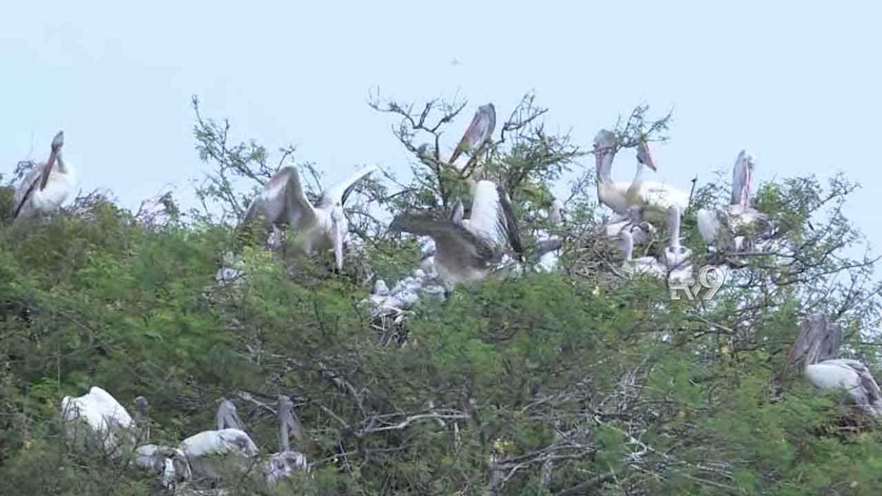 ಕೊಕ್ಕರೆ ಬೆಳ್ಳೂರು ಪಕ್ಷಿಧಾಮದ ಕಿರೀಟಕ್ಕೆ ಮತ್ತೊಂದು ‘ಗರಿ’ ಕೊಕ್ಕರೆ ಬೆಳ್ಳೂರು ಪಕ್ಷಿಧಾಮದ ಕಿರೀಟಕ್ಕೆ ಮತ್ತೊಂದು ‘ಗರಿ’