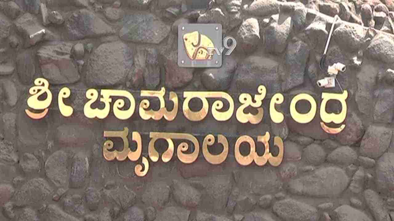 ಪ್ರವಾಸಿಗರ ಗಮನಕ್ಕೆ: ಮೈಸೂರು ಮೃಗಾಲಯಕ್ಕೆ ಹೆಚ್ಚಿನ ಜನ ಬರುವ ನಿರೀಕ್ಷೆ; ಹೀಗಾಗಿ ನಾಳೆ ವಾರದ ರಜೆ ಇಲ್ಲ