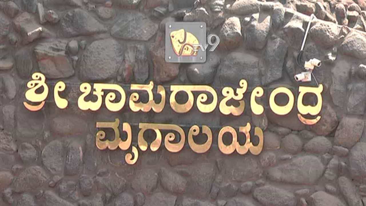 ಪ್ರವಾಸಿಗರ ಗಮನಕ್ಕೆ: ಮೈಸೂರು ಮೃಗಾಲಯಕ್ಕೆ ಹೆಚ್ಚಿನ ಜನ ಬರುವ ನಿರೀಕ್ಷೆ; ಹೀಗಾಗಿ ನಾಳೆ ವಾರದ ರಜೆ ಇಲ್ಲ