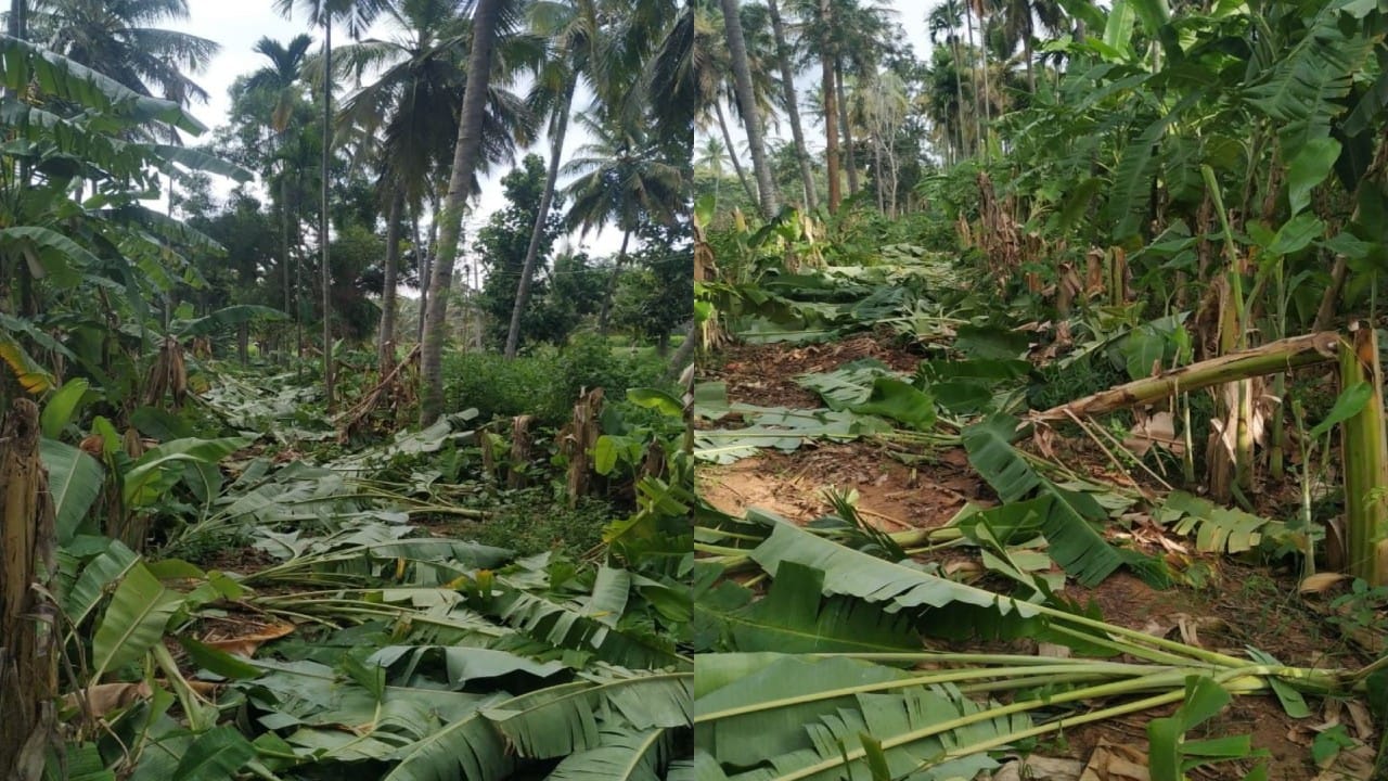 4 ಎಕರೆ ತೋಟದಲ್ಲಿದ್ದ 400 ಬಾಳೆಗೊನೆ ಕಡಿದು ಹಾಕಿದ ದುಷ್ಕರ್ಮಿಗಳು! 4 ಎಕರೆ ತೋಟದಲ್ಲಿದ್ದ 400 ಬಾಳೆಗೊನೆ ಕಡಿದು ಹಾಕಿದ ದುಷ್ಕರ್ಮಿಗಳು!