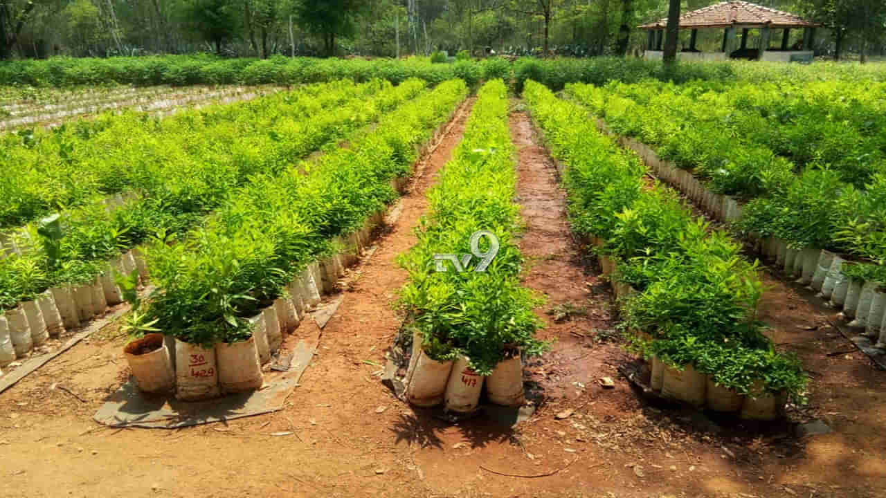 ಗಂಧದ ನಾಡು ಆಗುವತ್ತ ಕಲ್ಪತರು ನಾಡು