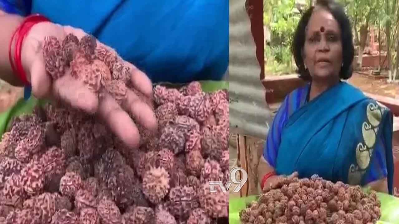 ನೇಪಾಳದಲ್ಲಿ ಮಾತ್ರ ಬೆಳೆಯುವ ರುದ್ರಾಕ್ಷಿ ಮಣಿಗಳು ಇಲ್ಲೂ ಕಮಾಲ್ ಮಾಡಿವೆ! ಎಲ್ಲಿ? ನೇಪಾಳದಲ್ಲಿ ಮಾತ್ರ ಬೆಳೆಯುವ ರುದ್ರಾಕ್ಷಿ ಮಣಿಗಳು ಇಲ್ಲೂ ಕಮಾಲ್ ಮಾಡಿವೆ! ಎಲ್ಲಿ?