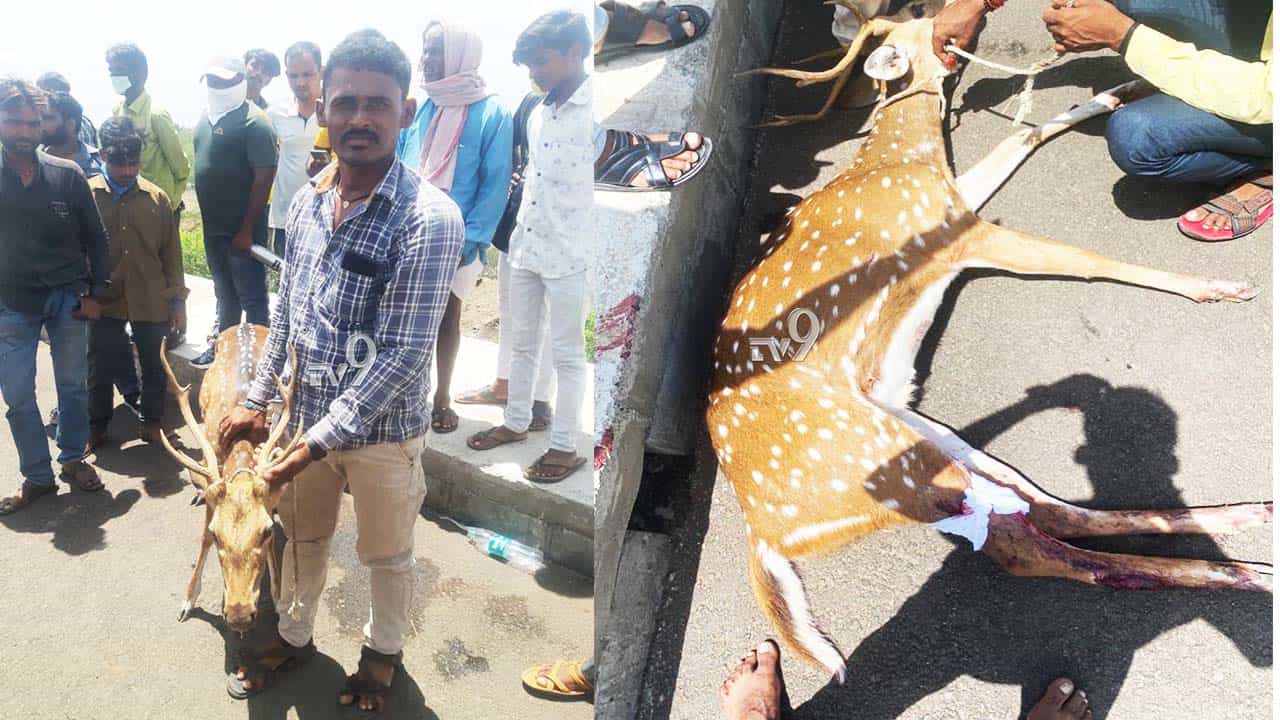 ಜಿಂಕೆ ಮೇಲೆ ನಾಯಿಗಳ ದಾಳಿ: ಪ್ರಾಣ ಉಳಿಸಿದವರಾರು? ಜಿಂಕೆ ಮೇಲೆ ನಾಯಿಗಳ ದಾಳಿ: ಪ್ರಾಣ ಉಳಿಸಿದವರಾರು?