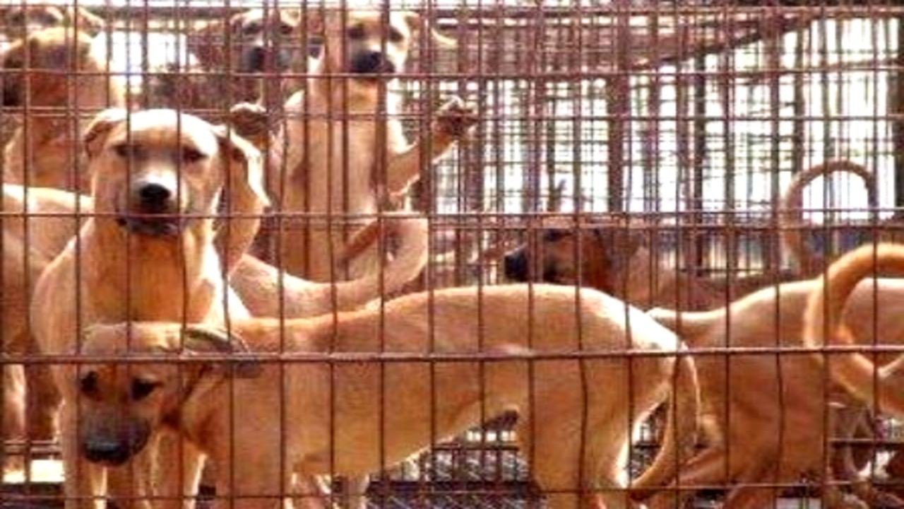 Yulin dog meat festival ಚೀನಾದಲ್ಲಿ ನಾಯಿ ಮಾಂಸದ ಸಂತೆ ಮತ್ತೆ ಆರಂಭ!