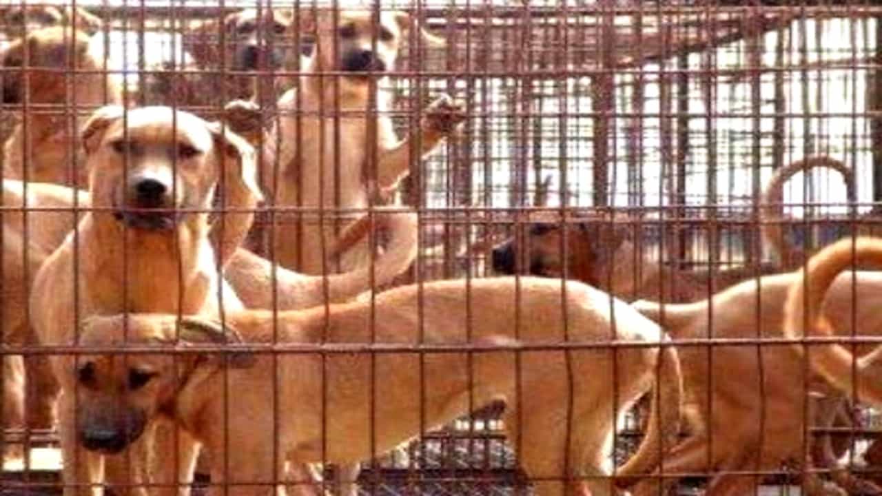 Yulin dog meat festival ಚೀನಾದಲ್ಲಿ ನಾಯಿ ಮಾಂಸದ ಸಂತೆ ಮತ್ತೆ ಆರಂಭ! Yulin dog meat festival ಚೀನಾದಲ್ಲಿ ನಾಯಿ ಮಾಂಸದ ಸಂತೆ ಮತ್ತೆ ಆರಂಭ!