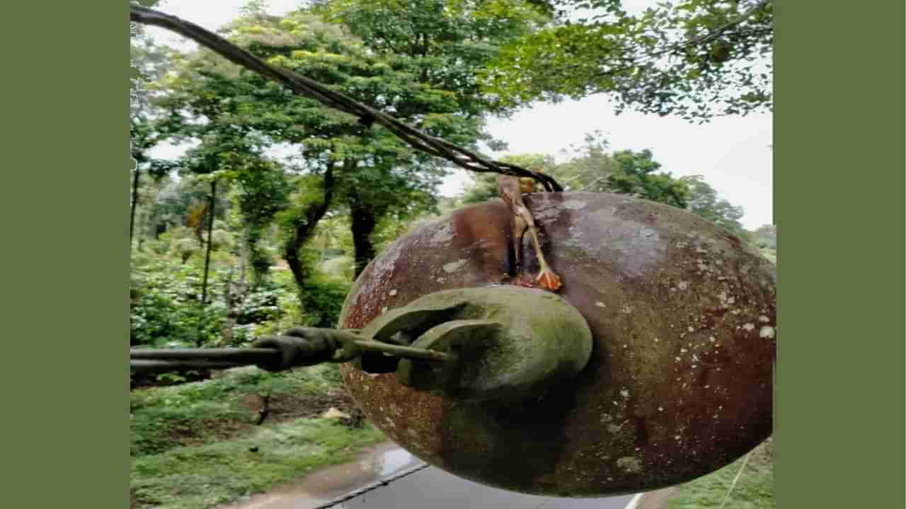 ಎರಡು ದಿನ ಕರೆಂಟ್ ಕಟ್ ಮಾಡಿದ ಕಪ್ಪೆ!