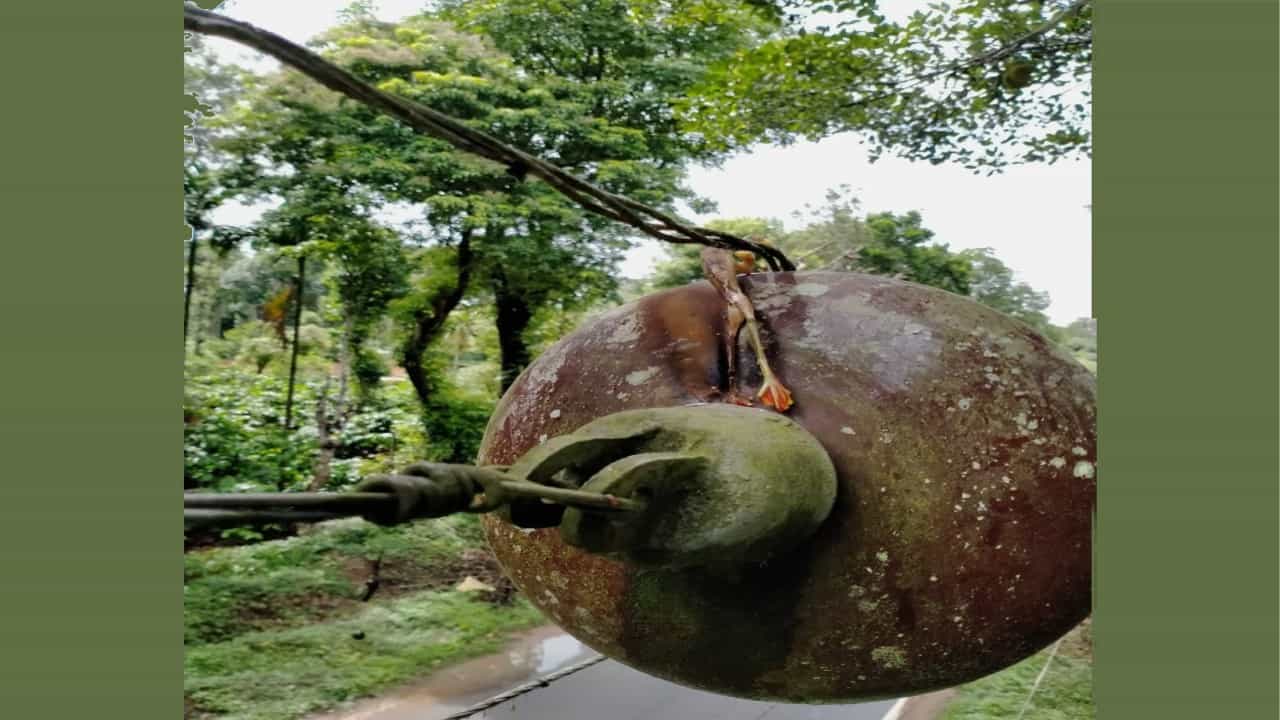 ಎರಡು ದಿನ ಕರೆಂಟ್ ಕಟ್ ಮಾಡಿದ ಕಪ್ಪೆ! ಎರಡು ದಿನ ಕರೆಂಟ್ ಕಟ್ ಮಾಡಿದ ಕಪ್ಪೆ!