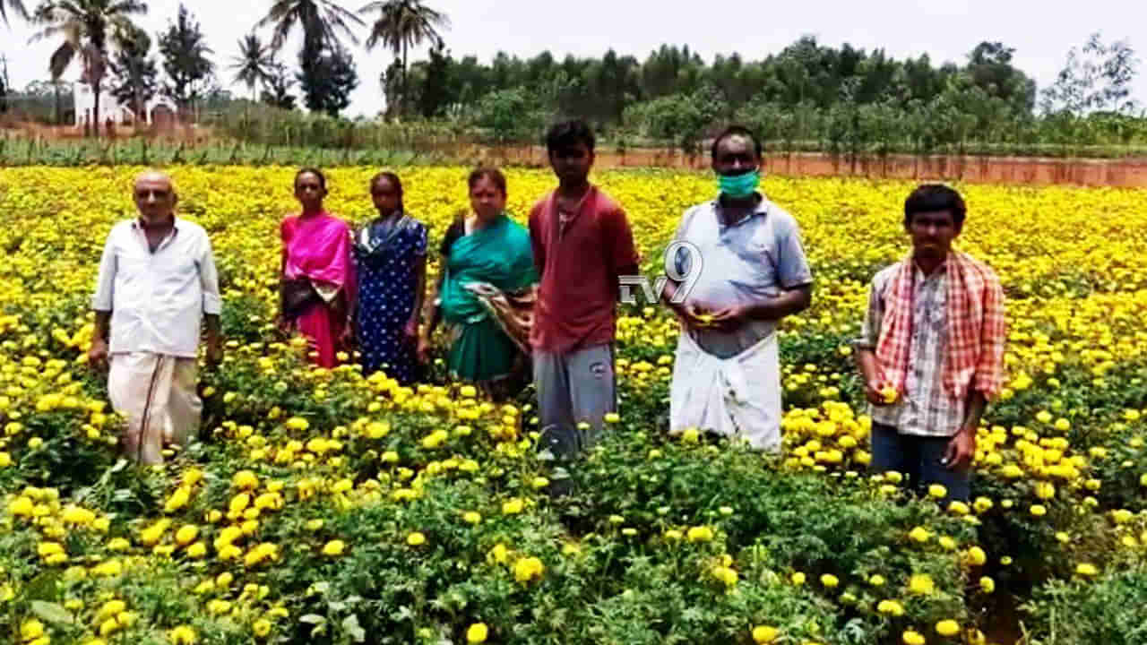 ಹೂ ಬೆಳೆಗಾರರಿಗೆ ನೆರವಾದ ತೋಟಗಾರಿಕಾ ಇಲಾಖೆ, ಈವರೆಗೆ 80 ರೈತರಿಗೆ ಅನುದಾನ