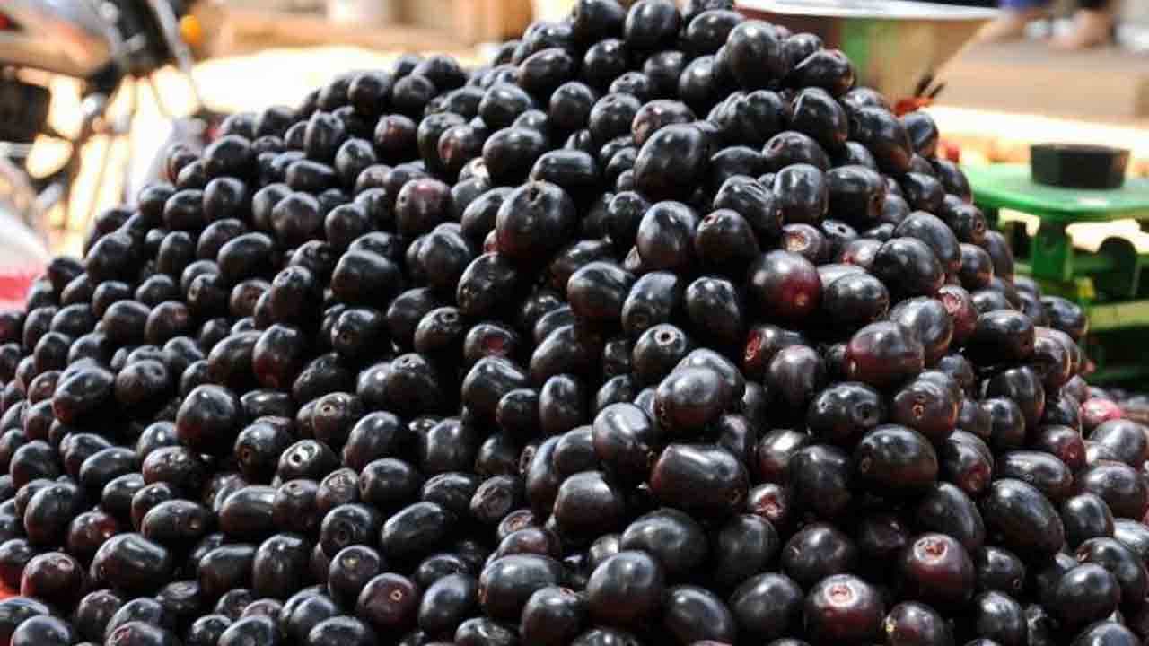 ’Jamun Health Benefits: ಮಧುಮೇಹ ಸಮಸ್ಯೆಯಿಂದ ಬಳಲುತ್ತಿರುವವರು ನೇರಳೆ ಹಣ್ಣನ್ನು ಸೇವಿಸಿ ’Jamun Health Benefits: ಮಧುಮೇಹ ಸಮಸ್ಯೆಯಿಂದ ಬಳಲುತ್ತಿರುವವರು ನೇರಳೆ ಹಣ್ಣನ್ನು ಸೇವಿಸಿ