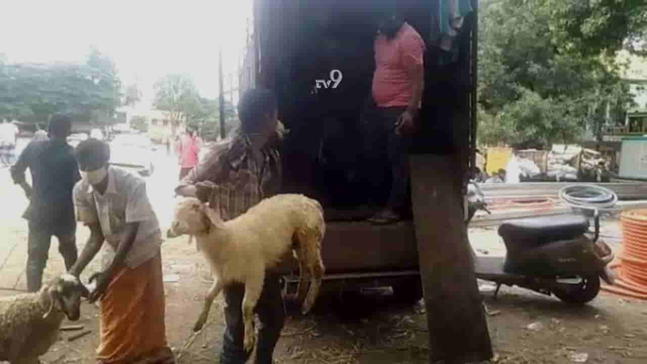 ಈದ್ಗಾ ಮೈದಾನದಲ್ಲಿ ಕುರಿ ಮಾರಾಟ ನಡೀತಿದೆಯಾ?