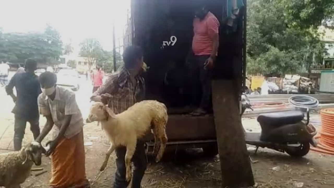 ಈದ್ಗಾ ಮೈದಾನದಲ್ಲಿ ಕುರಿ ಮಾರಾಟ ನಡೀತಿದೆಯಾ?