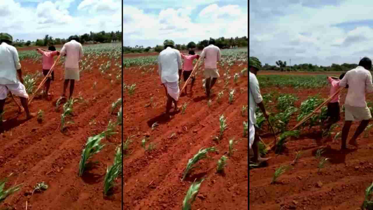 ಮುಂಗಾರು ಬಿತ್ತನೆ ಚುರುಕು, ನೊಗಕ್ಕೆ ಹೆಗಲು ಕೊಟ್ಟ ರೈತ ಮಕ್ಕಳು.. ಕರುಳು ಚುರುಕ್