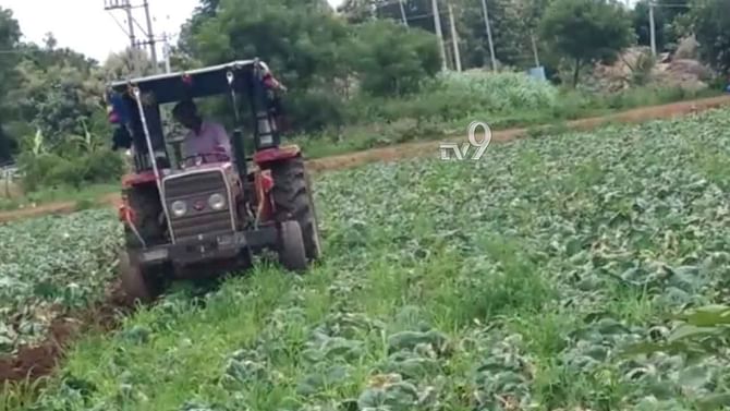 ಕೊರೊನಾಘಾತಕ್ಕೆ ನಲುಗಿದ ಅನ್ನದಾತ: ಟ್ರ್ಯಾಕ್ಟರ್​ನಿಂದ ಕ್ಯಾಬೇಜ್ ಬೆಳೆ ನಾಶ