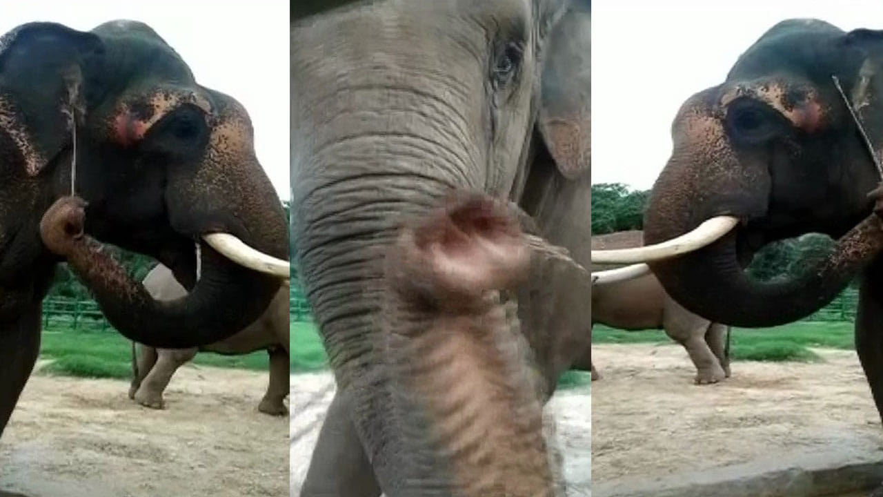 ಬನ್ನೇರುಘಟ್ಟದ ಈ ಆನೆಗಳು ಸೋಷಿಯಲ್ ಮೀಡಿಯಾದಲ್ಲಿ ವೈರಲ್ ಆಗಿದ್ದು ಯಾಕೆ ಗೊತ್ತಾ? ಬನ್ನೇರುಘಟ್ಟದ ಈ ಆನೆಗಳು ಸೋಷಿಯಲ್ ಮೀಡಿಯಾದಲ್ಲಿ ವೈರಲ್ ಆಗಿದ್ದು ಯಾಕೆ ಗೊತ್ತಾ?