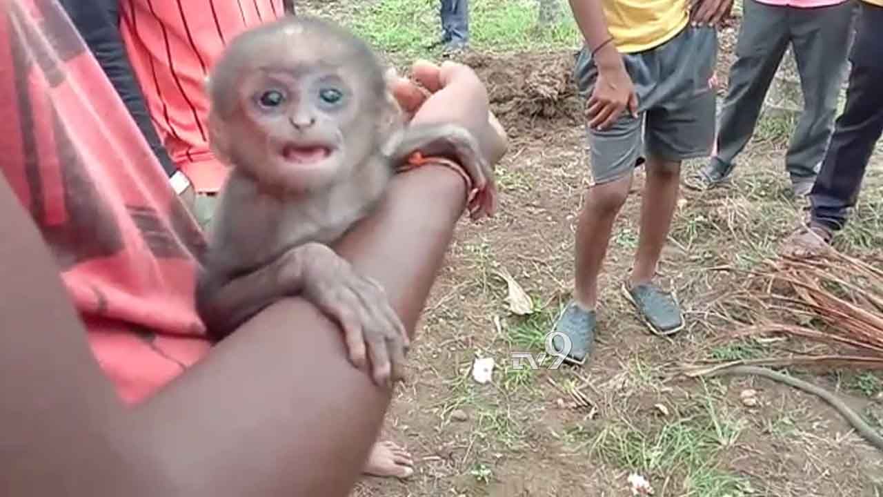 ಬಲೆಗೆ ಹಾಕಿ, ದೊಣ್ಣೆಯಿಂದ ಹೊಡೆದರು: ಸತ್ತ ಅಮ್ಮನಿಗಾಗಿ ಪುಟ್ಟ ಮಂಗ ಕಣ್ಣೀರು..