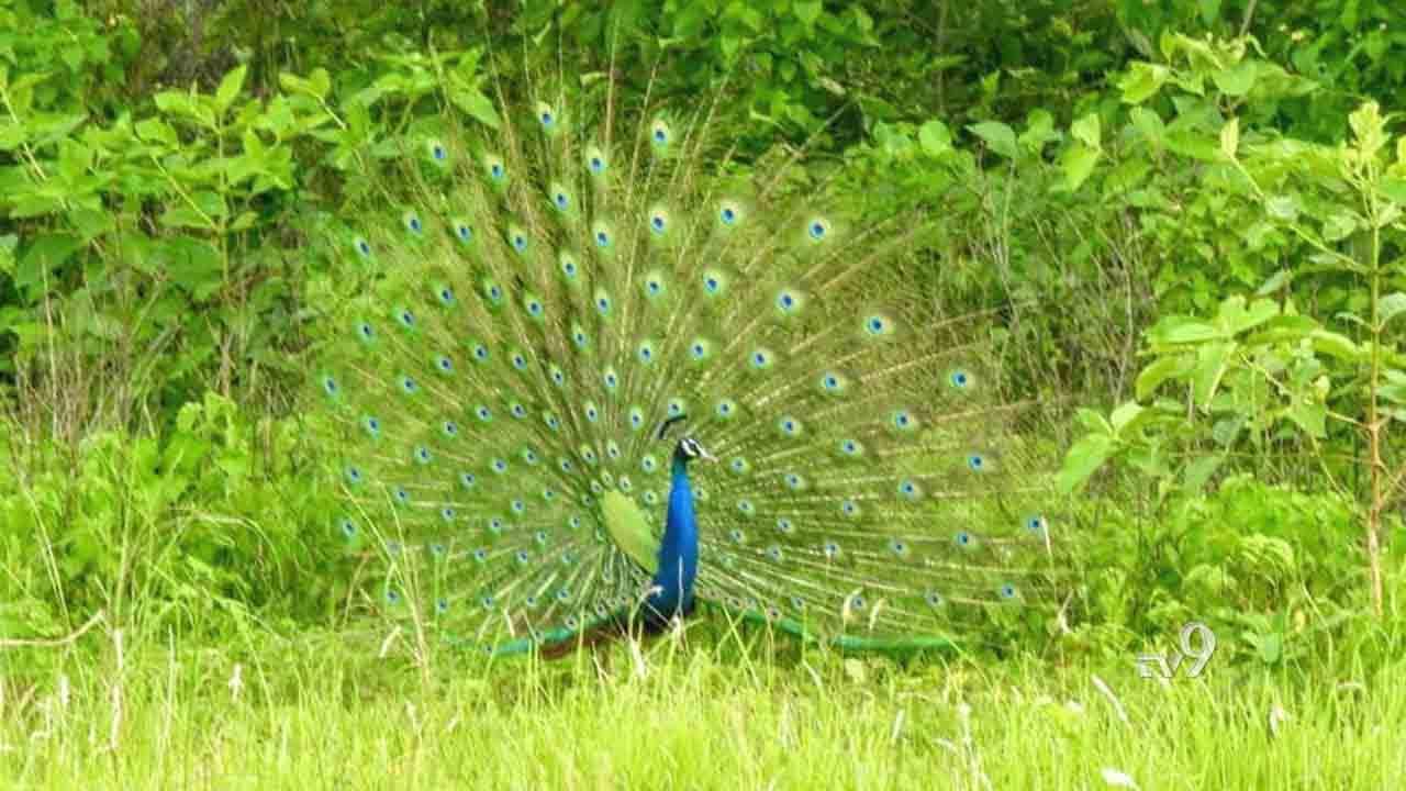 ಬಿಸಿಲುನಾಡಲ್ಲಿ ಮಯೂರ ನರ್ತನ, ನೋಡುಗರಿಗೆ ರೋಮಾಂಚನ ಬಿಸಿಲುನಾಡಲ್ಲಿ ಮಯೂರ ನರ್ತನ, ನೋಡುಗರಿಗೆ ರೋಮಾಂಚನ