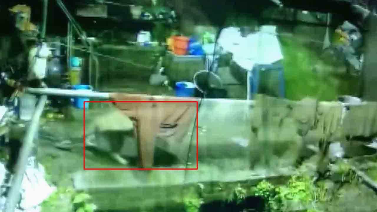 ಆಹಾರ ಅರಸಿ ಮನೆಯೊಳಗೆ ಬಂದ ಚಿರತೆ ಮಾಡಿದ್ದೇನು ಗೊತ್ತಾ? ಆಹಾರ ಅರಸಿ ಮನೆಯೊಳಗೆ ಬಂದ ಚಿರತೆ ಮಾಡಿದ್ದೇನು ಗೊತ್ತಾ?