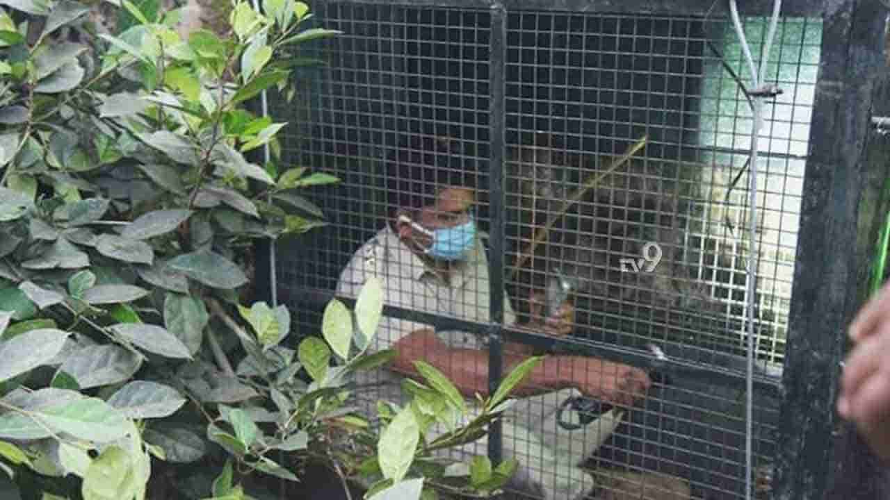 ಚಿರತೆ ಹುಡುಕಲು ಬೋನಿನಲ್ಲಿ ಕೂತ RFO, ಎಲ್ಲಿ?