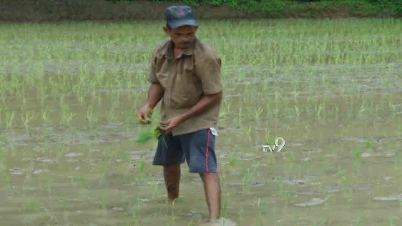 ಮರಳಿ ಕೃಷಿಗೆ: ನೇಗಿಲು ಹಿಡಿದು ಉಳುಮೆಗೆ ಇಳಿದ ‘ಸಾರಥಿ’