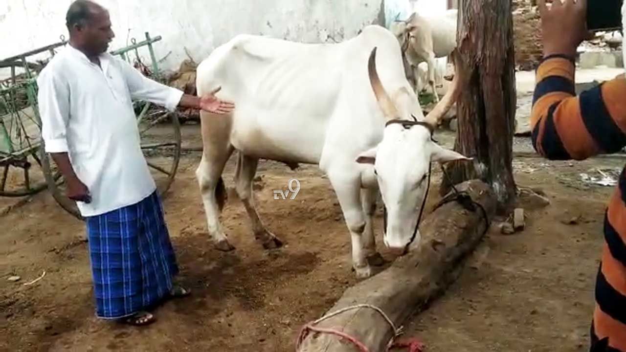 ಗ್ರಾಮಸ್ಥರು ಮಾಡಿದ ತಪ್ಪಿಗೆ, ಮೂಕಪ್ರಾಣಿ ಜೀವಕ್ಕೇ ಕುತ್ತು! ಎಲ್ಲಿ?