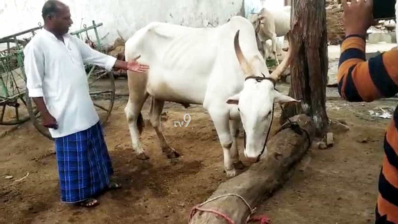 ಗ್ರಾಮಸ್ಥರು ಮಾಡಿದ ತಪ್ಪಿಗೆ, ಮೂಕಪ್ರಾಣಿ ಜೀವಕ್ಕೇ ಕುತ್ತು! ಎಲ್ಲಿ? ಗ್ರಾಮಸ್ಥರು ಮಾಡಿದ ತಪ್ಪಿಗೆ, ಮೂಕಪ್ರಾಣಿ ಜೀವಕ್ಕೇ ಕುತ್ತು! ಎಲ್ಲಿ?
