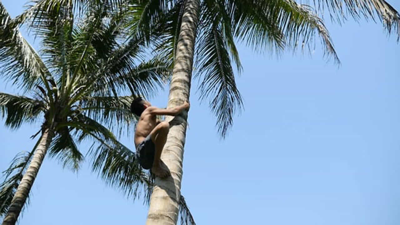 ತೆಂಗಿನ ಮರದಿಂದ ಬಿದ್ದು ವ್ಯಕ್ತಿ ಸಾವು, ಎಲ್ಲಿ?